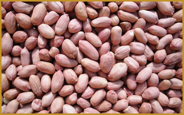 Ground Nuts in Dubai.